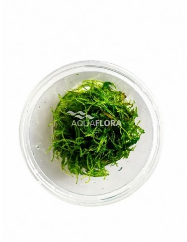 Taxiphyllum barbieri - In Vitro