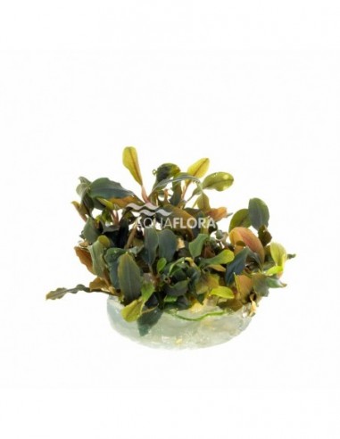 Bucephalandra 'Deep Purple' - In Vitro