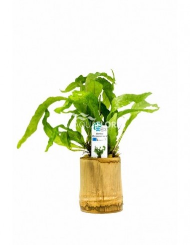 Bamboo pot M - Microsorum MIX