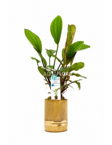 Bamboo pot M - Echinodorus MIX