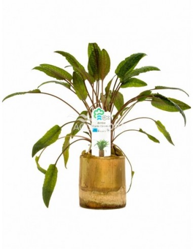 Bamboo pot S - Cryptocoryne MIX