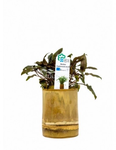 Bamboo pot M - Cryptocoryne MIX