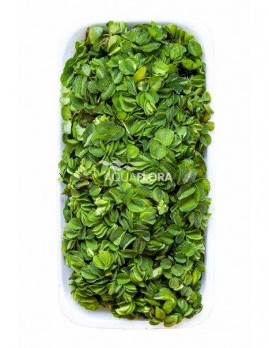 Salvinia natans