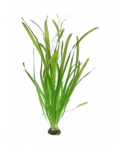 Vallisneria australis (gigantea) - XL