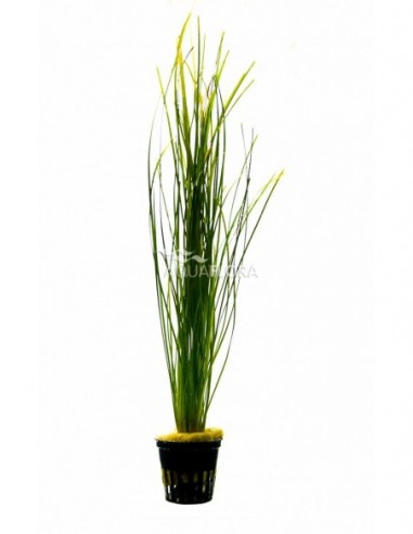 Vallisneria nana