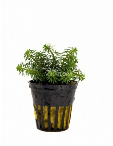 Rotala species 'Vietnam'