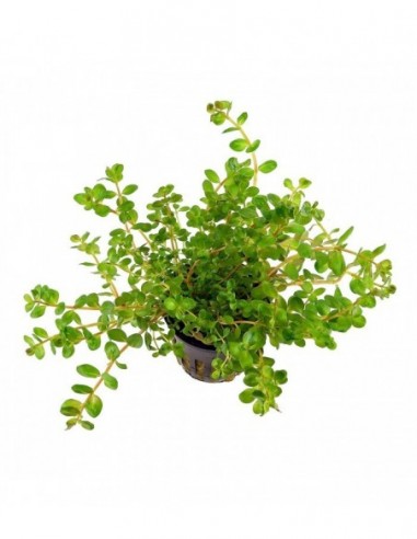 Rotala rotundifolia