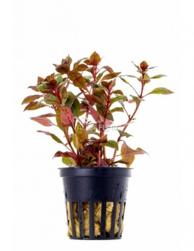 Ludwigia sp. 'Mini Super Red'